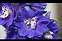 大飛燕草-藍花05.jpg