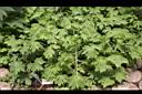 大飛燕草19.JPG