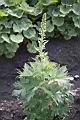 大飛燕草-花苞00.jpg