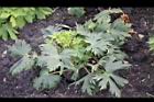 大飛燕草-葉0.jpg