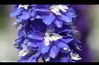 大飛燕草-藍花06.jpg