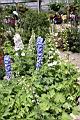 大飛燕草02.JPG