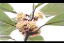 大葉釣樟-雌花01.JPG