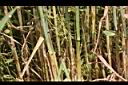 大麥-麥稈03.JPG