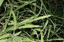 大黍-葉01.JPG