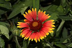 天人菊-花34.JPG