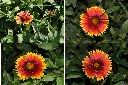 天人菊-花1.jpg