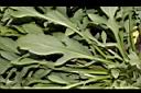 天人菊-葉02.JPG