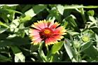 天人菊-花02.JPG