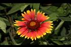天人菊-花33.JPG