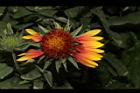 天人菊-花58.JPG
