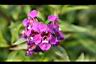 天使花-花6.jpg