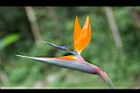天堂鳥-花15.jpg
