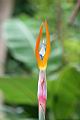 天堂鳥-花17.jpg