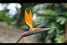 天堂鳥-花21.jpg