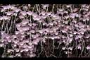 天宮石斛-花08.JPG