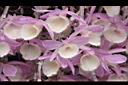 天宮石斛-花18.JPG