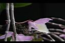 天宮石斛-花側00.JPG