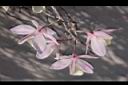 天宮石斛-花背00.JPG