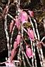 天宮石斛-花苞00.JPG