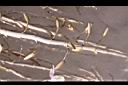 天宮石斛-花苞03.JPG