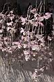 天宮石斛-花03.JPG