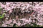 天宮石斛-花06.JPG