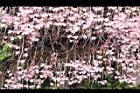天宮石斛-花07.JPG