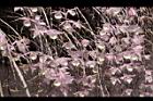 天宮石斛-花10.JPG