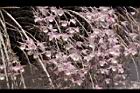 天宮石斛-花11.JPG