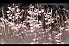 天宮石斛-花13.JPG