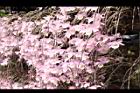 天宮石斛-花14.JPG