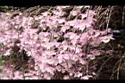 天宮石斛-花15.JPG