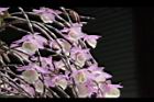 天宮石斛-花16.JPG