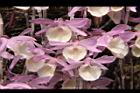 天宮石斛-花19.JPG
