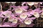 天宮石斛-花20.JPG