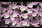 天宮石斛-花23.JPG