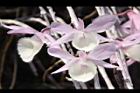 天宮石斛-花26.JPG