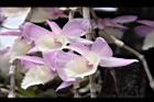 天宮石斛-花30.JPG
