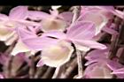 天宮石斛-花36.JPG