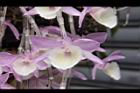 天宮石斛-花39.JPG