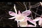 天宮石斛-花41.JPG