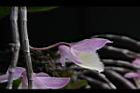 天宮石斛-花側01.JPG