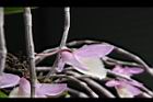 天宮石斛-花側02.JPG