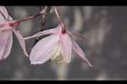 天宮石斛-花背01.JPG