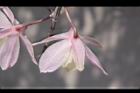 天宮石斛-花背02.JPG