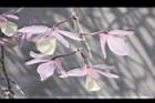 天宮石斛-花背04.JPG