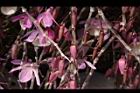 天宮石斛-花苞01.JPG