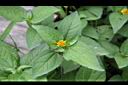 天文草-花07.JPG