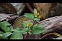 天文草-花09.JPG